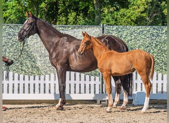 Westphalian, Mare, , Chestnut-Red