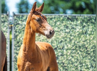 Westphalian, Mare, , Chestnut-Red