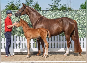 Westphalian, Mare, , Chestnut-Red