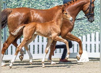 Westphalian, Mare, Foal (06/2025), Chestnut-Red