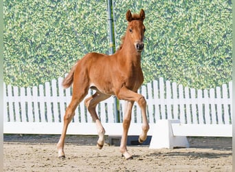 Westphalian, Mare, , Chestnut-Red