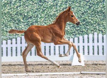 Westphalian, Mare, , Chestnut-Red