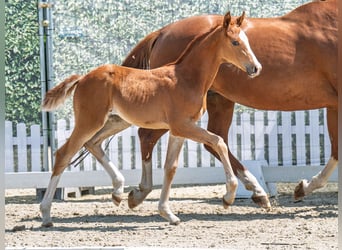 Westphalian, Mare, , Chestnut-Red