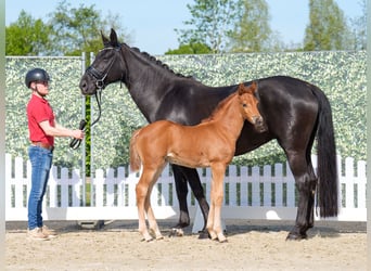 Westphalian, Mare, , Chestnut-Red