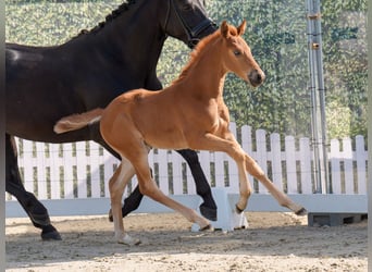 Westphalian, Mare, , Chestnut-Red