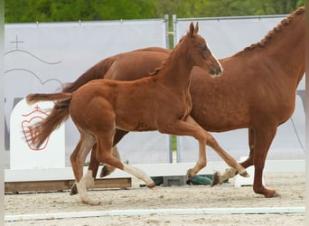 Westphalian, Mare, Foal (02/2024), Chestnut-Red