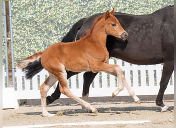 Westphalian, Mare, , Chestnut-Red