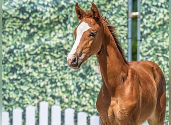 Westphalian, Mare, , Chestnut-Red