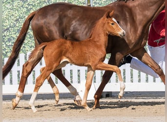 Westphalian, Mare, Foal (03/2026), Chestnut-Red