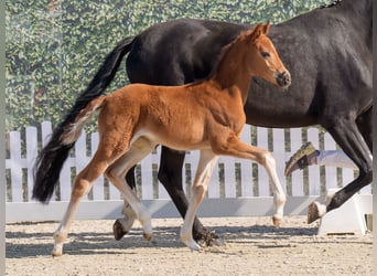 Westphalian, Mare, , Chestnut-Red