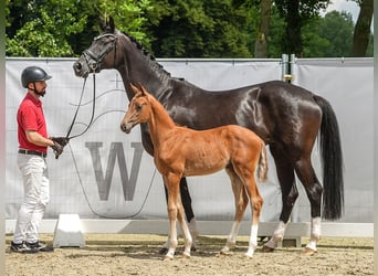 Westphalian, Mare, Foal (05/2024), Chestnut-Red