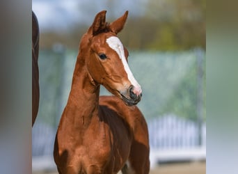 Westphalian, Mare, Foal (03/2026), Chestnut-Red