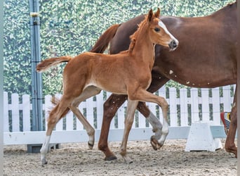 Westphalian, Mare, , Chestnut-Red