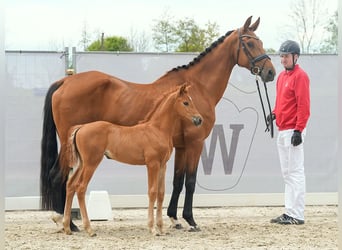 Westphalian, Mare, Foal (03/2024), Chestnut-Red