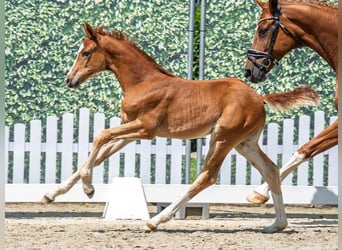 Westphalian, Mare, , Chestnut-Red