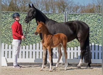 Westphalian, Mare, , Chestnut-Red