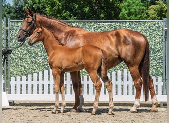 Westphalian, Mare, , Chestnut-Red
