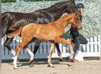 Westphalian, Mare, , Chestnut-Red