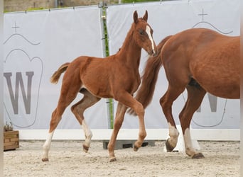 Westphalian, Mare, Foal (02/2024), Chestnut-Red