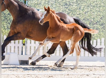 Westphalian, Mare, Foal (04/2026), Chestnut-Red