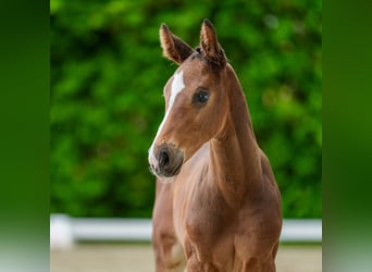 Westphalian, Mare, Foal (05/2026), Chestnut-Red
