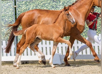 Westphalian, Mare, Foal (05/2026), Chestnut-Red