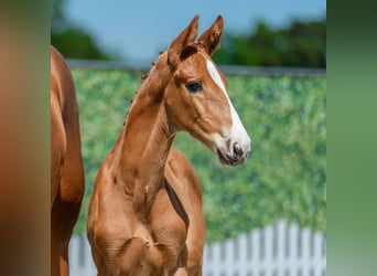Westphalian, Mare, Foal (05/2026), Chestnut-Red