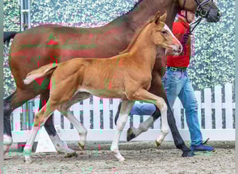 Westphalian, Mare, , Chestnut-Red