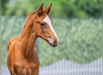 Westphalian, Mare, , Chestnut-Red