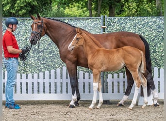 Westphalian, Mare, , Chestnut-Red