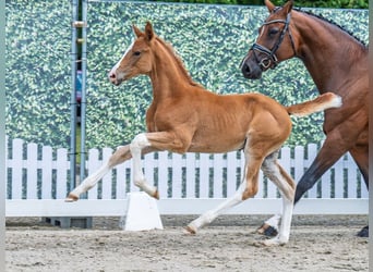 Westphalian, Mare, , Chestnut-Red