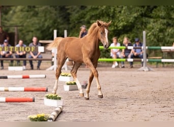 Westphalian, Mare, Foal (03/2025), Chestnut-Red