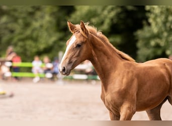 Westphalian, Mare, Foal (03/2025), Chestnut-Red