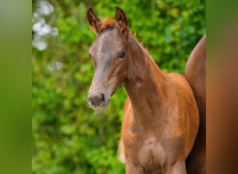 Westphalian, Mare, Foal (04/2026), Chestnut