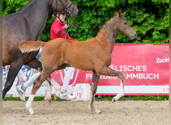 Westphalian, Mare, Foal (04/2026), Chestnut