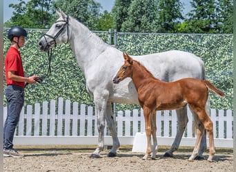 Westphalian, Mare, Foal (05/2025), Chestnut