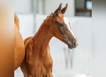 Westphalian, Mare, Foal (05/2024), Chestnut