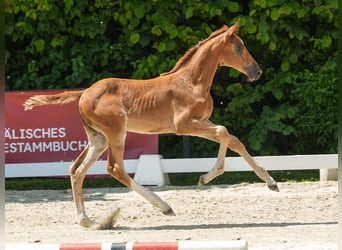 Westphalian, Mare, Foal (04/2024), Chestnut