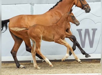 Westphalian, Mare, Foal (05/2024), Chestnut