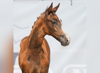 Westphalian, Mare, Foal (05/2024), Chestnut