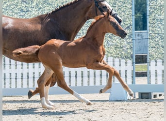 Westphalian, Mare, Foal (05/2025), Chestnut