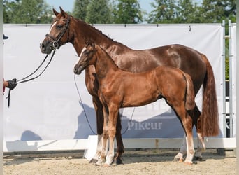 Westphalian, Mare, Foal (05/2024), Chestnut