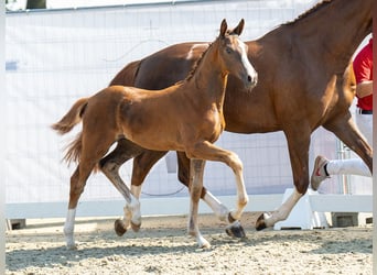 Westphalian, Mare, Foal (05/2024), Chestnut