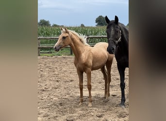 Westphalian, Mare, Foal (04/2025)