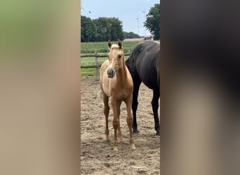 Westphalian, Mare, Foal (04/2025)