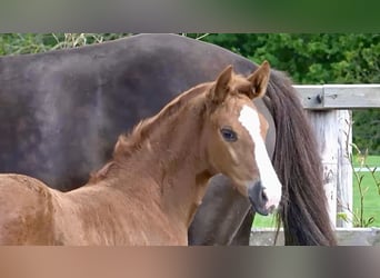 Westphalian, Mare, Foal (03/2026)