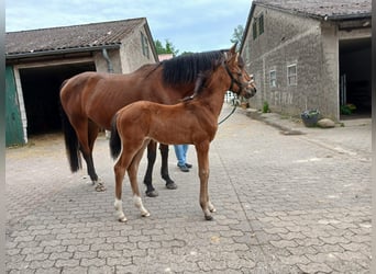 Westphalian, Mare, Foal (04/2026)