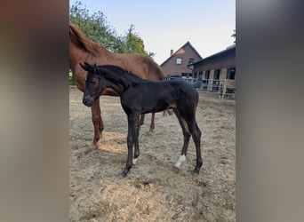 Westphalian, Mare, 