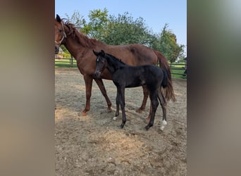 Westphalian, Mare, 