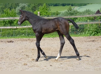 Westphalian, Mare, , Gray